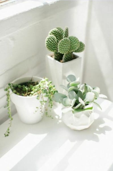 Комнатные растения помогут придать шарма и изысканности ванной комнате